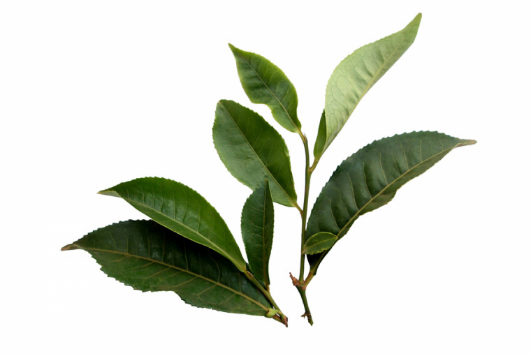 30. Herbata - czyli zdrowie w filiżance